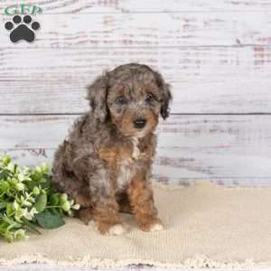 Alaine, Miniature Poodle Mix Puppy